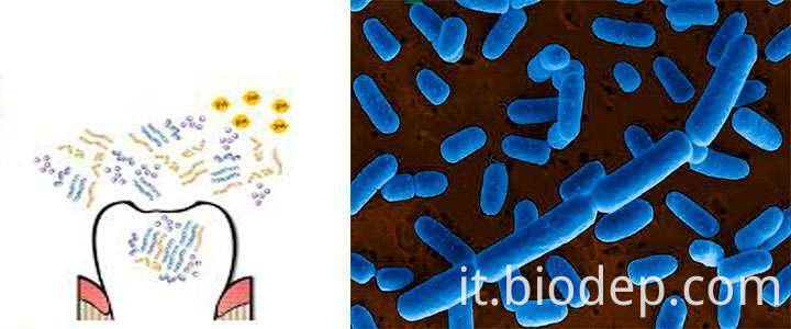 Lactobacillus-Salivarius-WB21 lactobacillus-salivarius-wb21